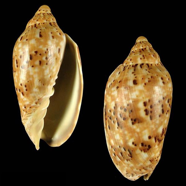 File:Seashell Cymbiola scottjordani.jpg