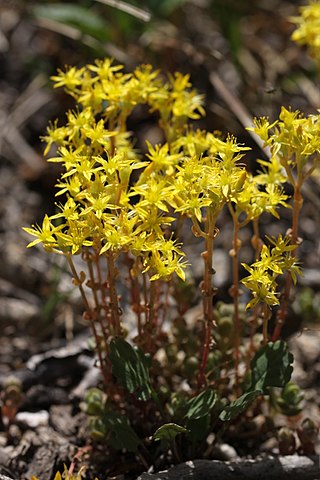 <i>Sedum debile</i> Species of succulent