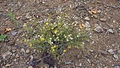 * Nomination Senecio inaequidens (South African ragwort). Cessenon-sur-Orb, Hérault, France. --Christian Ferrer 08:29, 27 November 2015 (UTC) * Promotion Good quality. --Hubertl 11:31, 27 November 2015 (UTC)