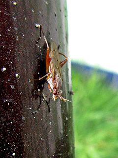 <i>Sepedon spinipes</i> Species of fly
