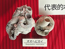 Serpulorbis imbricatus - Osaka Museum of Natural History - DSC07800.JPG