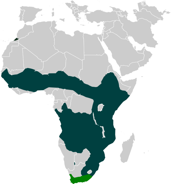 File:Serval range.svg