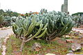 Ses Salines - Botanicactus - Myrtillocactus geometrizans 06 ies.jpg