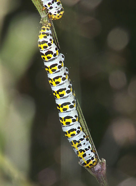 File:Shargacucullia scrophulariae caterpillar, Helmkruidvlinder rups.jpg