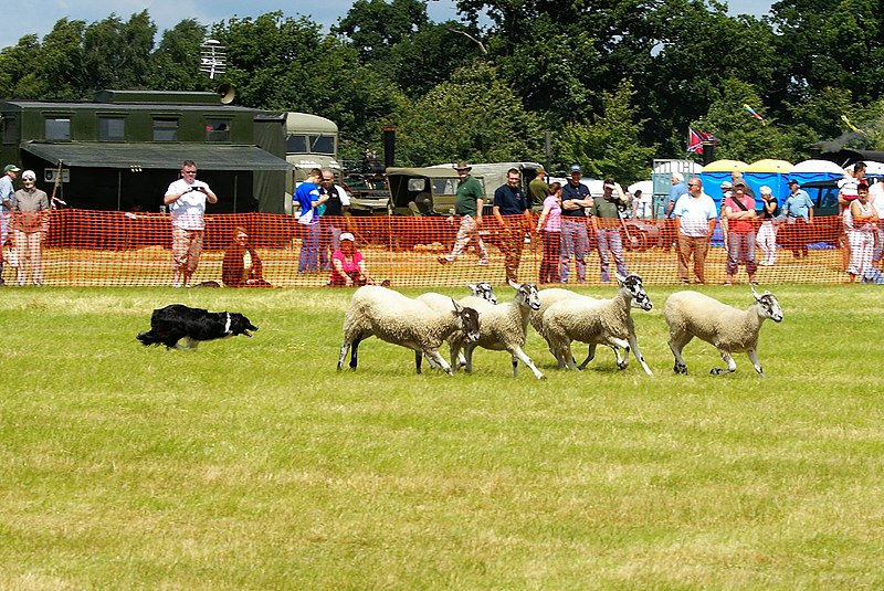 File:Sheep Dog Display (2621815546).jpg