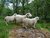 Sheep norwegian dala.jpg