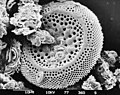 Siliceous-microfossil hg.jpg