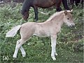 Silver colored Icelandic horse foal. Silver foals are generally very pale on the body with white mane and tail. They darken while growing up
