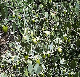Simmondsia chinensis.jpg