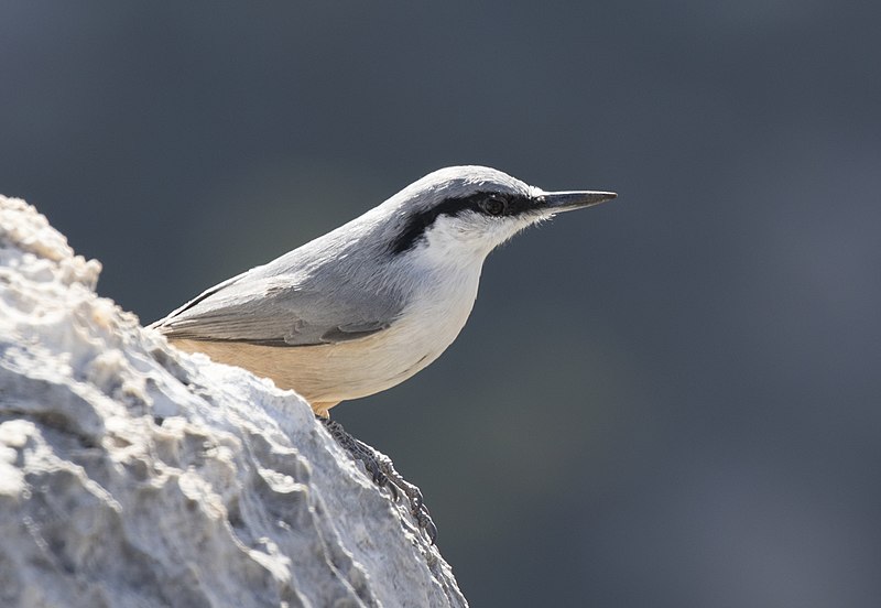 File:Sitta neumayer - Western Rock Nuthatch, Mersin 2016-11-20 06-1.jpg