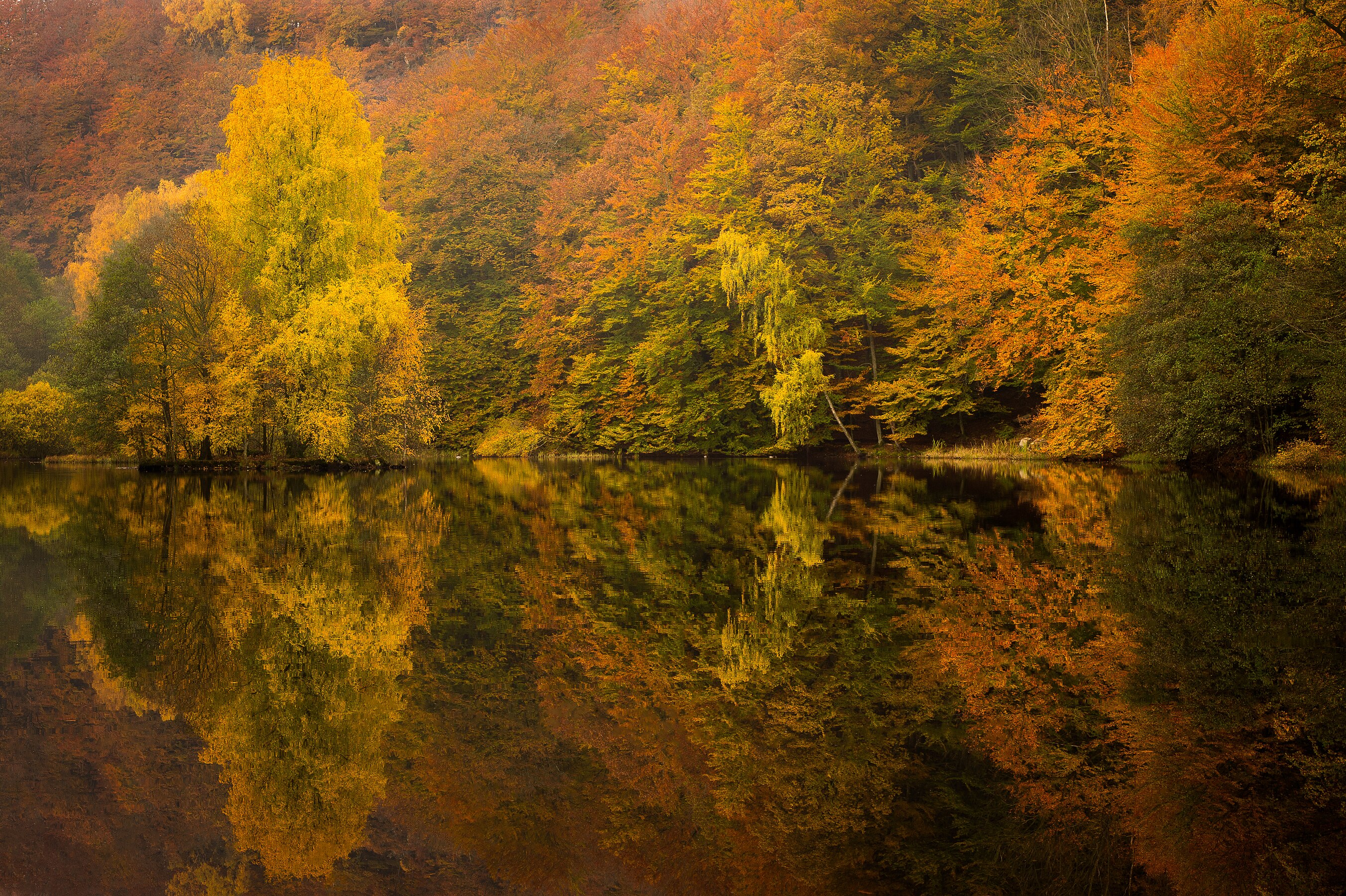 Skäralid i Söderåsens nationalpark. Photograph: Auquamitzi