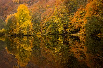 Skäralid i Söderåsens nationalpark. Photograph: Auquamitzi Licensing: CC BY-SA 4.0