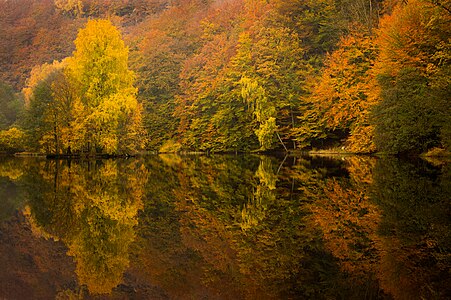 Skäralid ravine in Söderåsen National Park