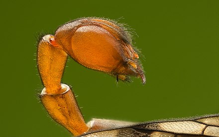 The abdominal terminus of male scorpionflies is enlarged into a "genital bulb", as seen in Panorpa communis
