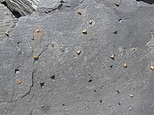 Slate with pyrite Slate with pyrite.JPG