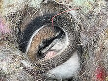 Sleeping garden dormouse in empty bird's nest in Cologne, Germany Sleeping gartenschlaefer Eliomys quercinus Rodentia Gliridae Cologne Germany Dec 2020 Westfriedhof Cemetery IMG 2684.jpg