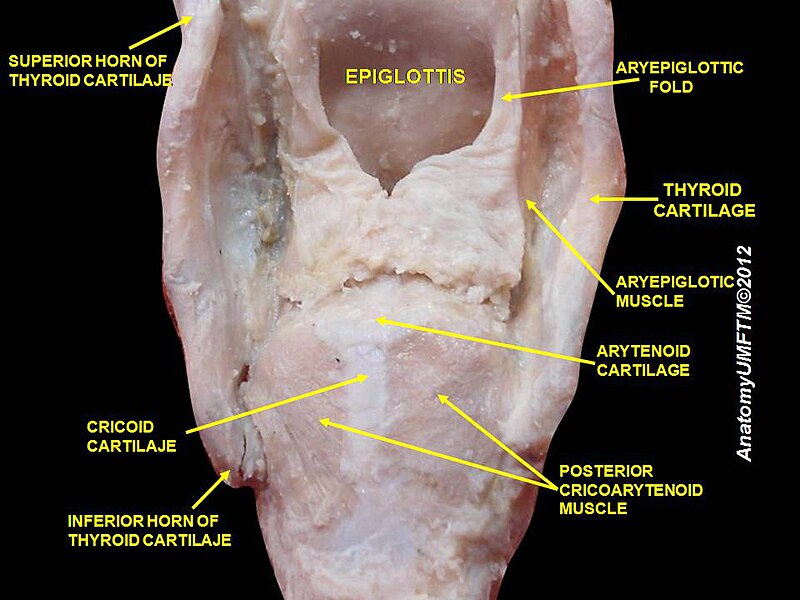 File:Slide36uru.JPG