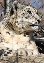 Thumbnail for File:Snow Leopard by Trisha 3.jpg