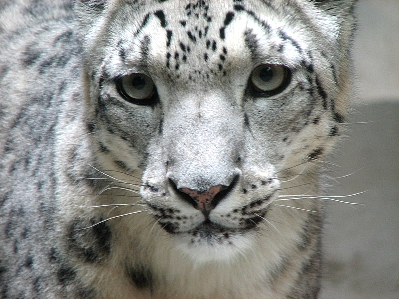 Datei:Snow leopard face.jpg