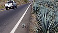 Sobre la carretera. Agave azul tequilana weber (33979357446).jpg
