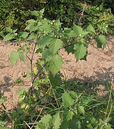 Solanum nigrum.jpeg