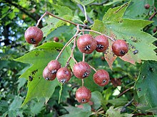 Sorbus torminalis жемістер-001.jpg