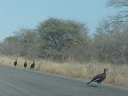 Group of four southern ground hornbills