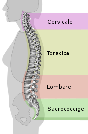 modello anatomischem spina Colonna vertebrale umana con ossatura 