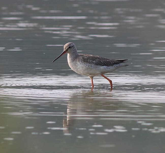 File:Spotted redshank 9.jpg