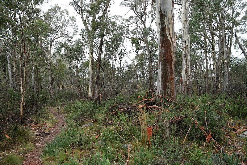 File:Square Rock Walking Track, Namadgi National Park 84.jpg