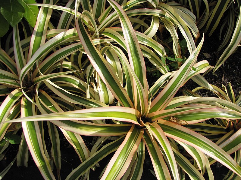 File:Starr-110215-1124-Ananas comosus-leaves-KiHana Nursery Kihei-Maui (24982341751).jpg