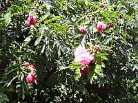 Calliandra haematocephala