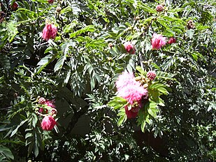 <center>Calliandra haematocephala</center>