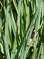 Lemongrass leaves