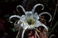 Starr 980529-4235 Hymenocallis sp..jpg