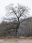 English oak in Atschalas