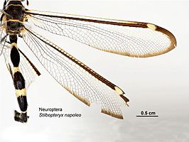 Stilbopteryx napoleo