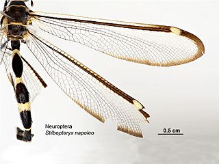 Stilbopteryx