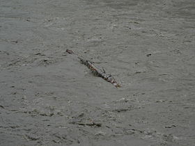 Stillaguamish River in flood