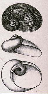 <i>Stomatella doriae</i> Species of gastropod