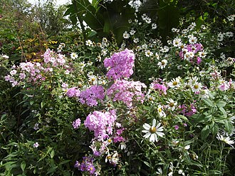 Flowerbeds Stonecrop Gardens, Cold Spring, violet flowers.jpg