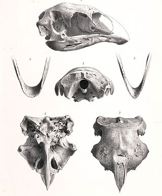 <span class="mw-page-title-main">Broad-billed moa</span> Extinct bird species