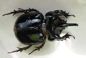 Ox beetle, Strategus antaeus Strategus antaeus Male Dorsal aspect IMG 4792s.JPG