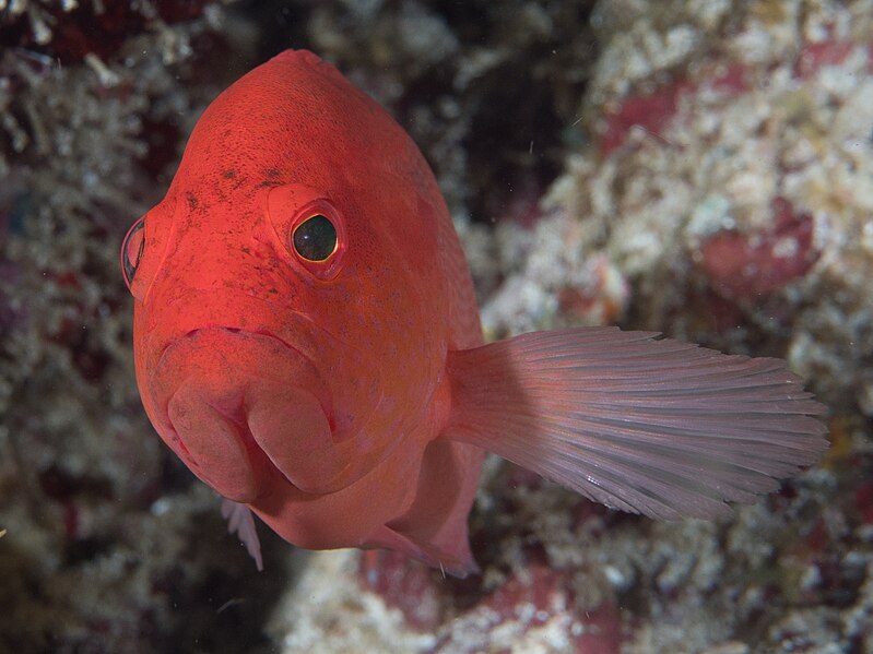 File:Strawberry grouper (Cephalopholis spiloparaea) (48279247637).jpg