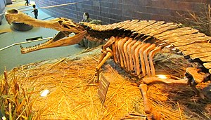 Skeletal reconstruction of Sarcosuchus imperator