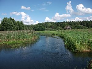 Берега Свольны