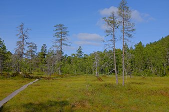 Swamp with prepared path in Ånderdalen National.jpg