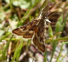 Synaphe moldavica . Pyralidae - Flickr - gailhampshire.jpg