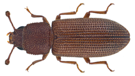 Synchita mediolanensis