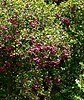 purple berries in green foliage